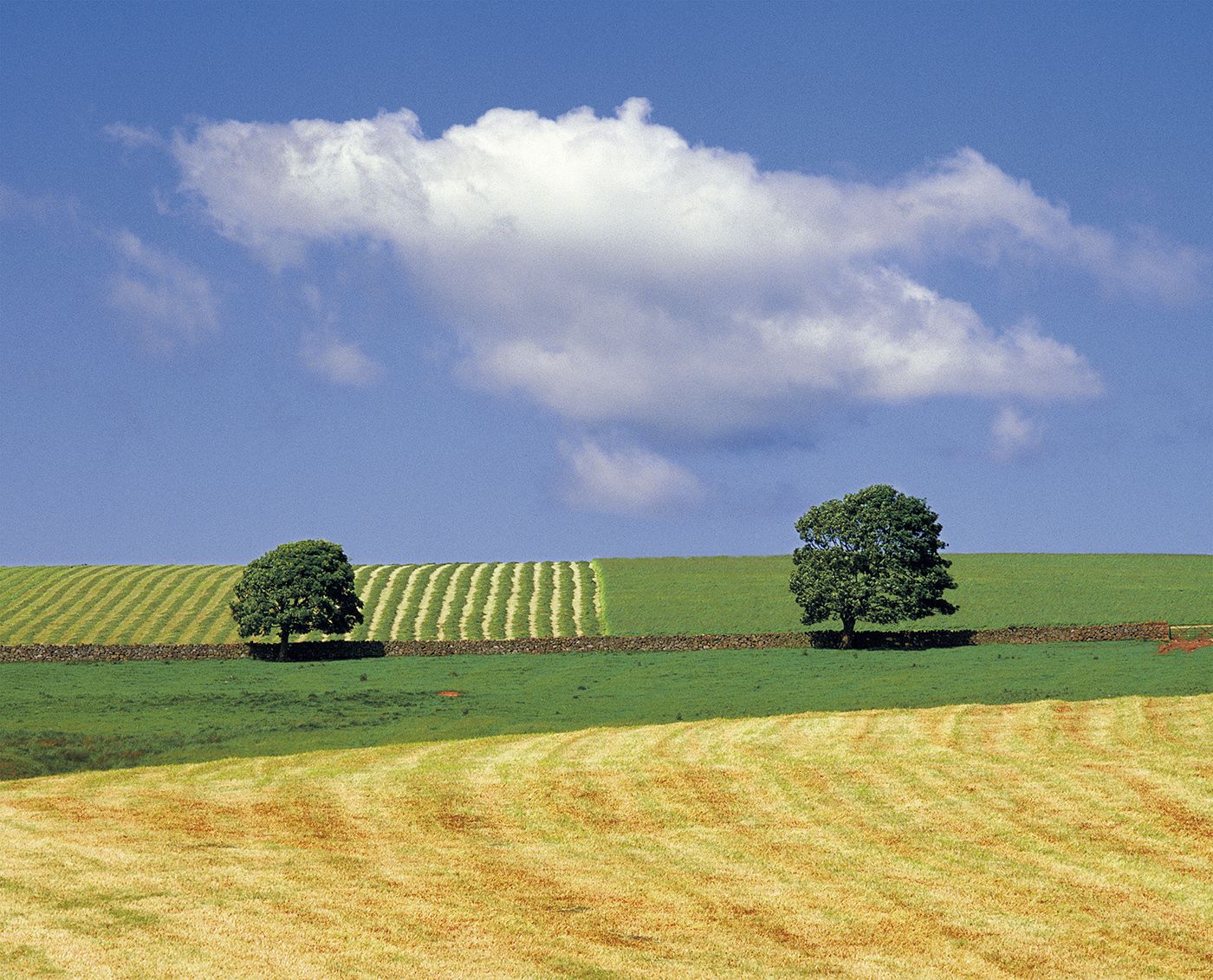 Lammermuir, Near Duns, The Borders, Scotland